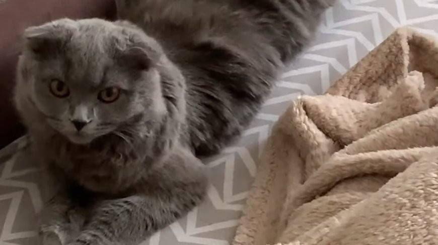 Кот "сломал мозг" юзерам своей неопределенностью (Видео)