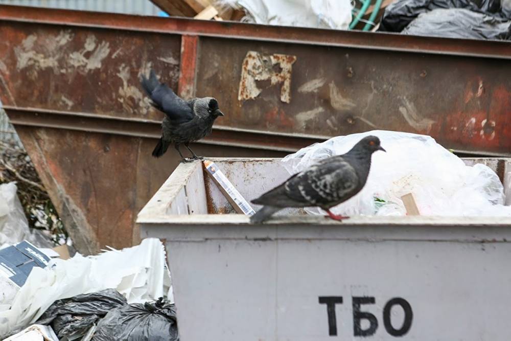Свердловская область вошла в топ-5 регионов с максимальным ростом тарифов на вывоз мусора