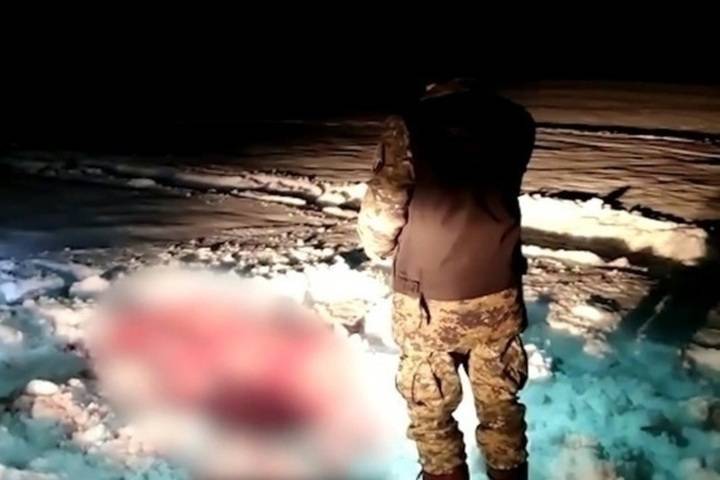 В Госдуме призвали жестоко наказать молодых людей из Тверской области за убийство лосихи