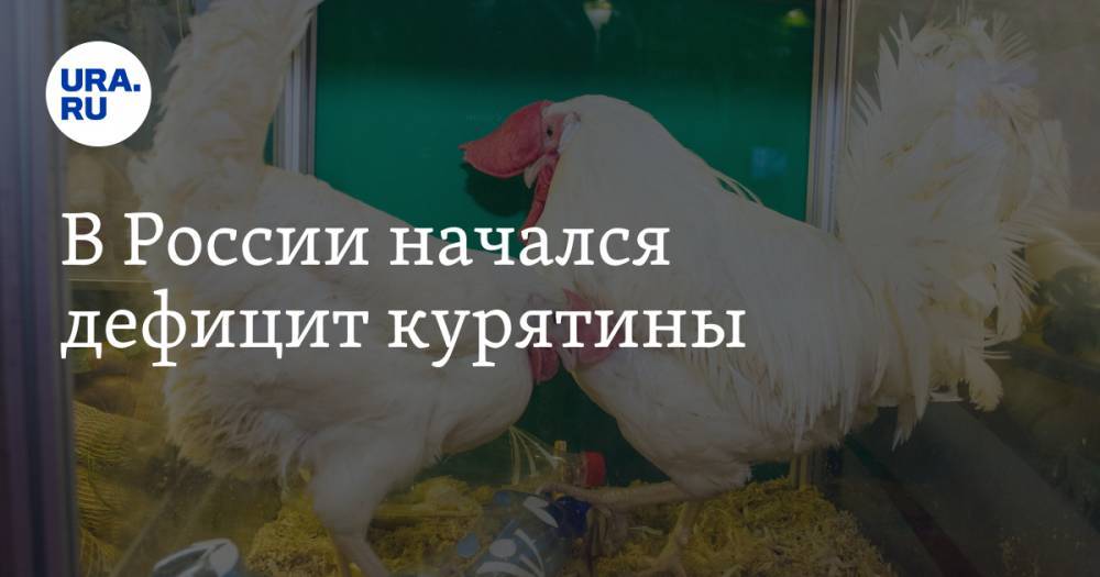 В России начался дефицит курятины