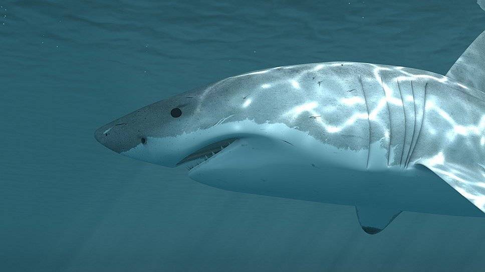В Новой Зеландии обнаружили акул, способных светиться в темноте