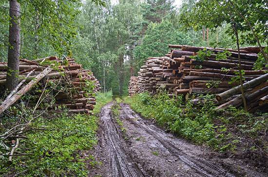 Доступ к системе учета древесины ограничили