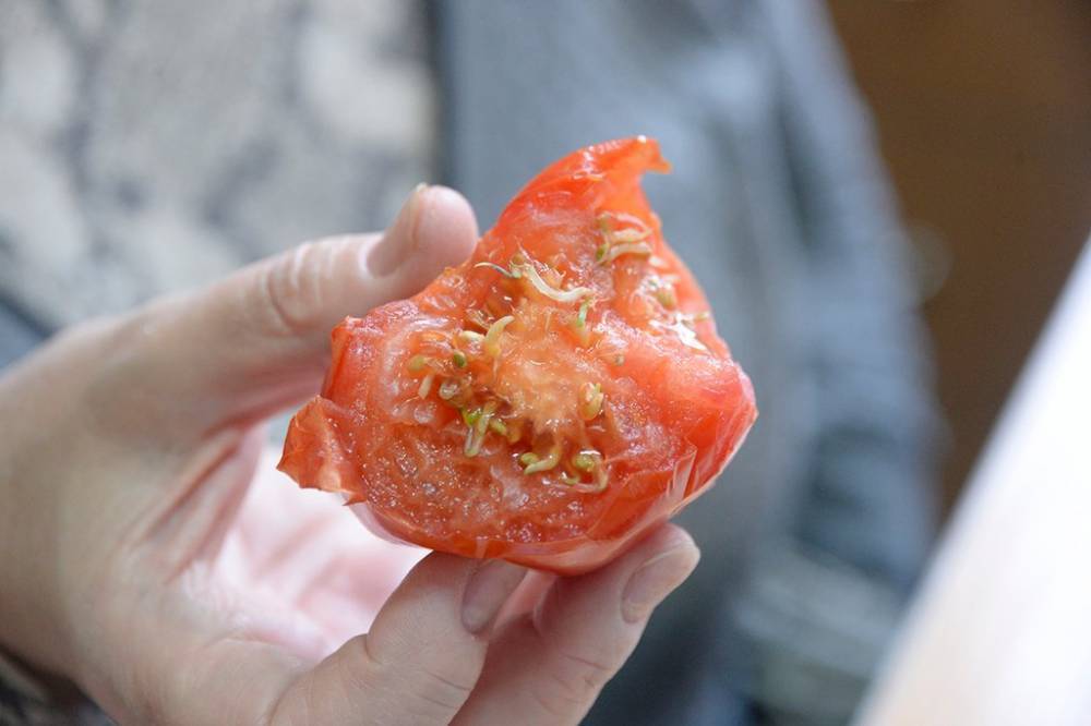 Опасно ли есть помидоры, внутри которых проросли семена?