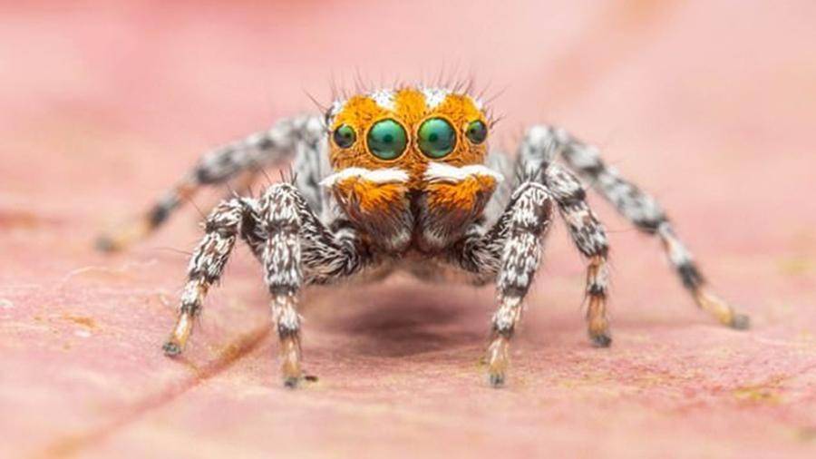 Новый вид паука назвали в честь героя мультфильма «В поисках Немо»
