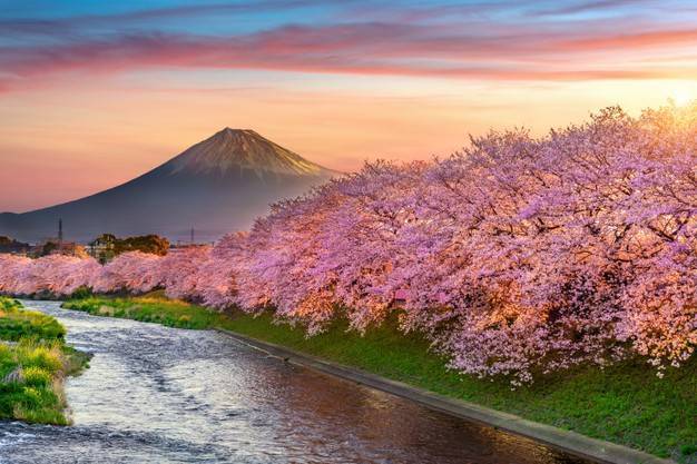 В Японии наступил самый ранний сезон цветения сакуры за 1200 лет