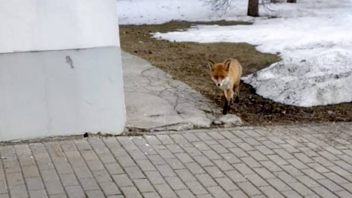 По московскому парку Останкино гуляет лиса
