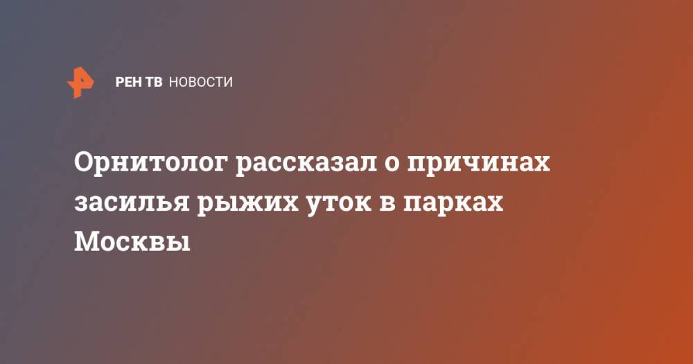 Орнитолог рассказал о причинах засилья рыжих уток в парках Москвы