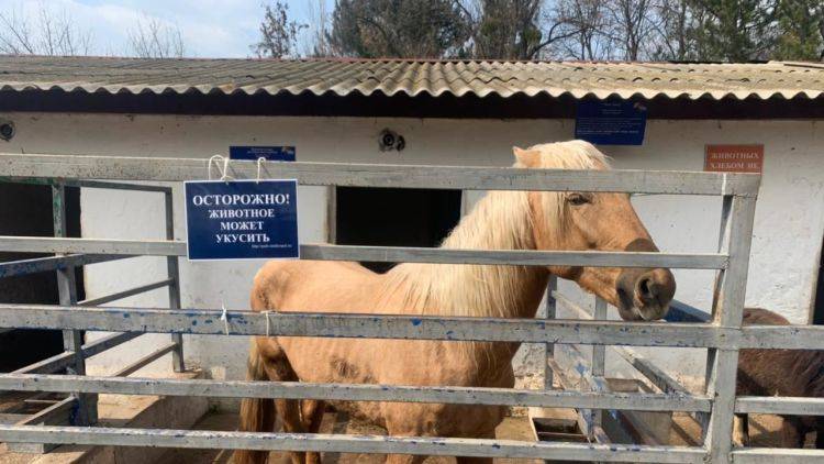 Эксперты прокомментировали инцидент с лошадью в зооуголке Симферополя