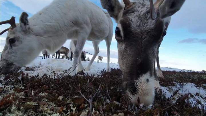 Вести в 20:00. В Мурманской области олени ждут своей очереди на вакцинацию от сибирской язвы