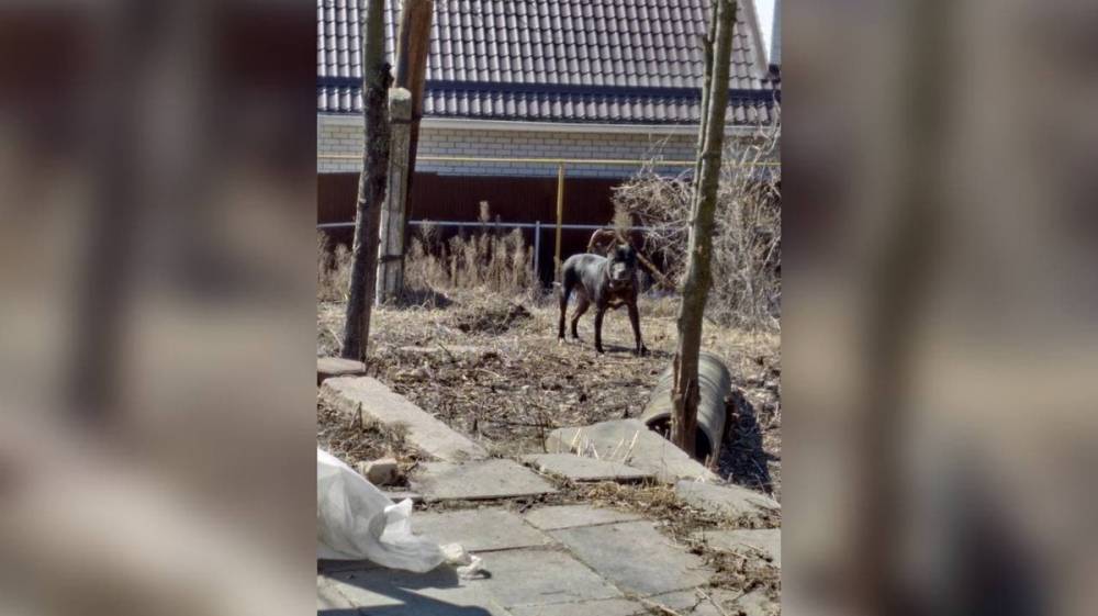 Три бойцовские собаки захватили частный двор под Воронежем