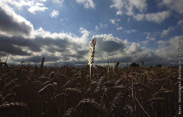 Украина запретит ввоз из России пшеницы, подсолнечного масла и бумаги