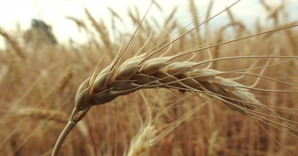 Украина с апреля запретит ввозить из России пшеницу, масло и бумагу