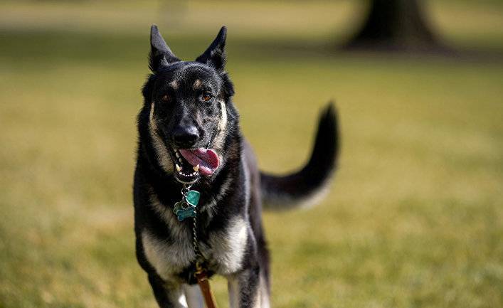 Politico (США): первый пёс США по имени Мейджор снова покусал человека