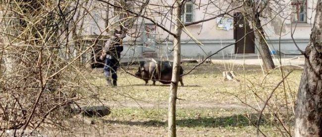 В Киеве возле многоэтажки выгуляли свинью: фото и видео повеселили сеть