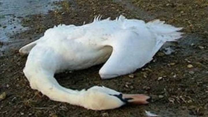 В Дагестане по непонятным причинам погибло около 300 лебедей и уток