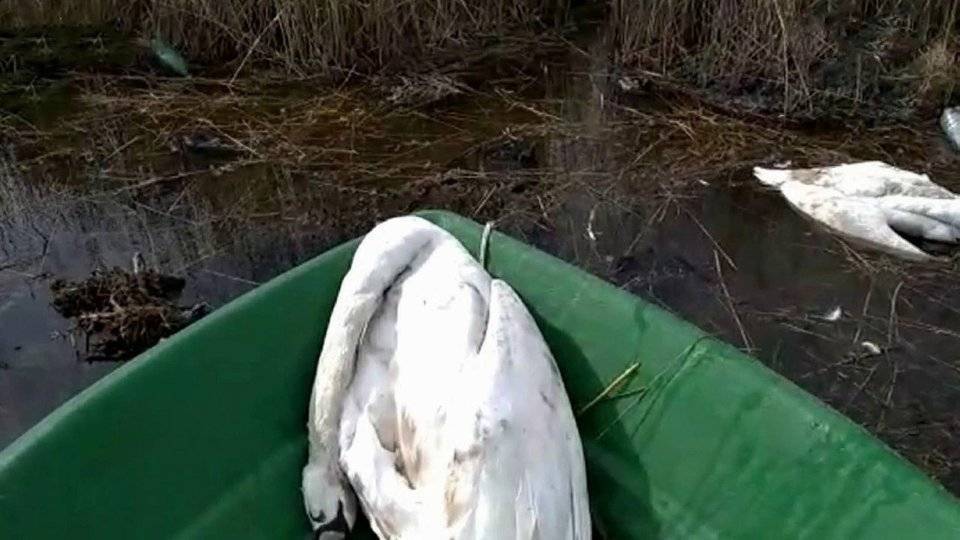 В Дагестане разбираются в причинах массовой гибели птиц в природном заказнике
