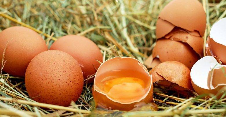 Птицеводы предупредили о риске сокращения производства мяса из-за дефицита яиц