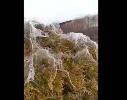 Популярный российский курорт покрылся паутиной из-за нашествия пауков