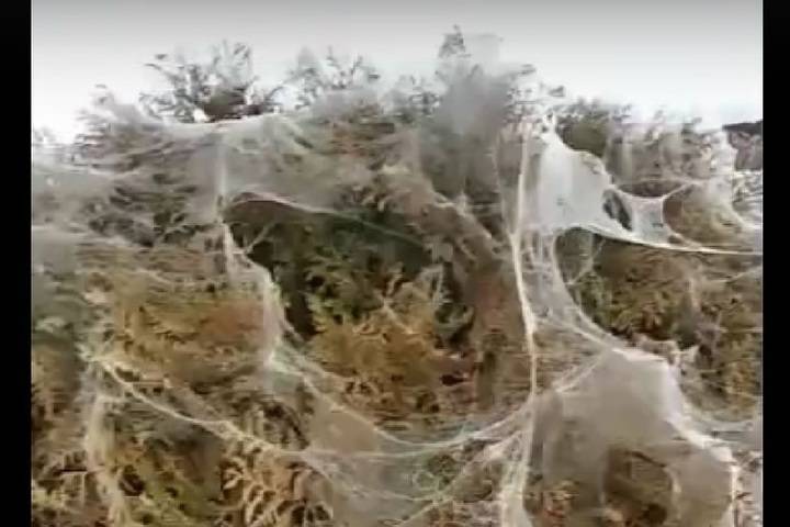 Жители Анапы испугались нашествия пауков: Весь город белый