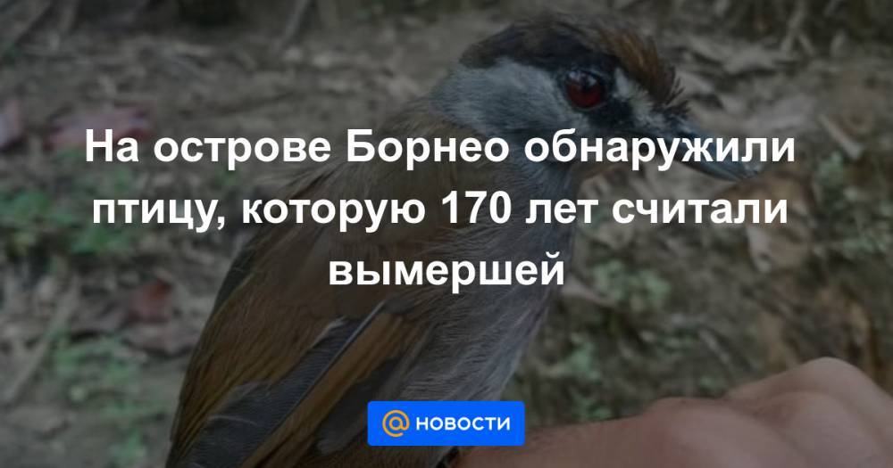На острове Борнео обнаружили птицу, которую 170 лет считали вымершей