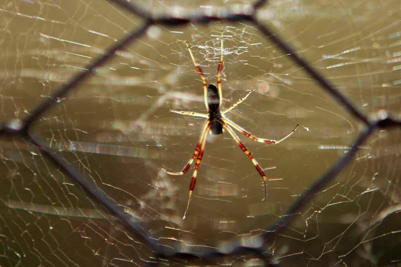 Анапу за одну ночь оккупировали пауки повергли жителей в ужас