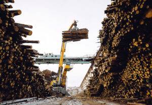 В Беларуси вступили в силу обновленные правила реализации древесины. Рассказываем о нюансах
