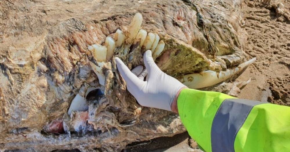 В Уэльсе на берег выбросило тушу неизвестного существа длиной семь метров (фото)