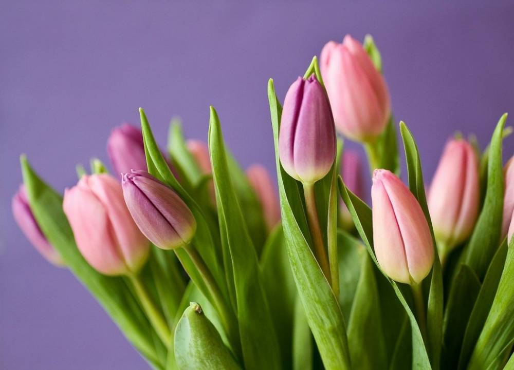 Цветы в России продолжают дорожать в преддверии 8 марта