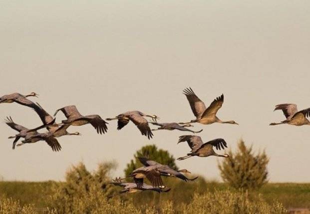 Названа причина смерти птиц в заповеднике "Аскания-Нова" на Херсонщине