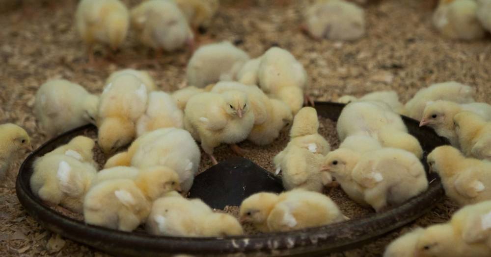 Российские птицеводы предупредили о риске сокращения производства мяса