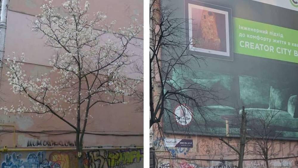 В Киеве ради рекламы уничтожили дерево: разгорелся скандал