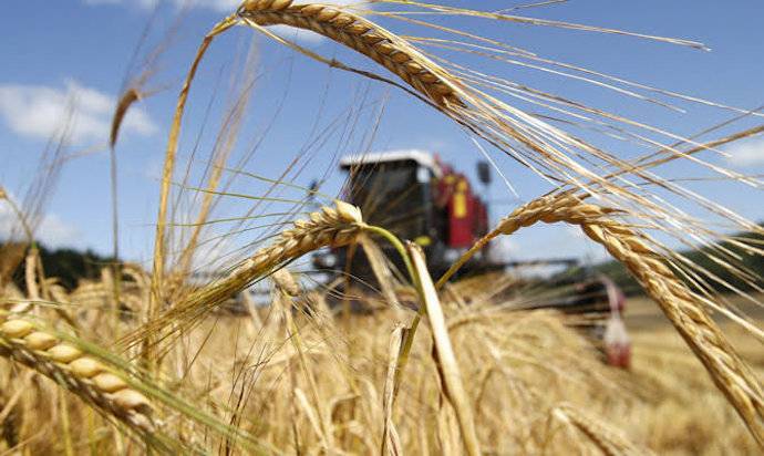 В этом году ожидается рекордный урожай зерновых - Минэкономики
