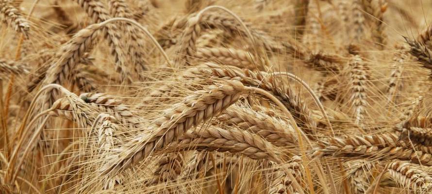 В Карелию завезли опасную пшеницу