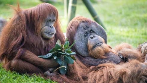 Девяти обезьянам в зоопарке сделали прививку от коронавируса