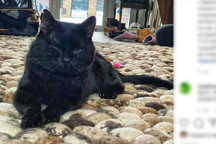 Ветеринары нашли СПИД у кота Дмитрия Билана