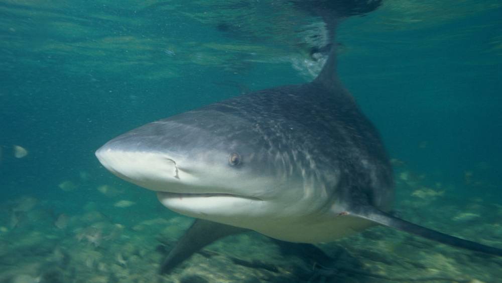 Ученые обнаружили три новых вида глубоководных акул