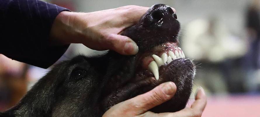 В Петрозаводске собака набросилась на пенсионерку в подъезде девятиэтажки и прокусила руку