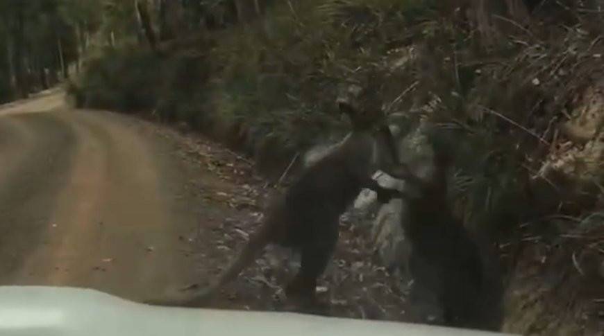 Безумную схватку двух кенгуру записали на видео в Австралии