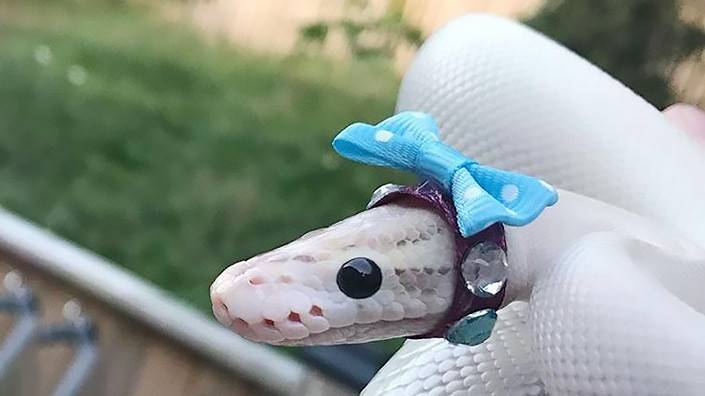 Кепки, цилиндры и милые шляпки. Как и для чего змеям делают необычный аксессуар