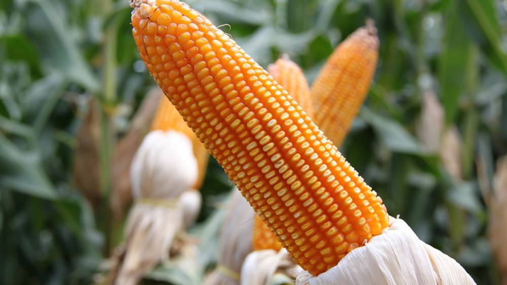 Запрет Кении на экспорт кукурузы лишит фермеров из Уганды источника доходов