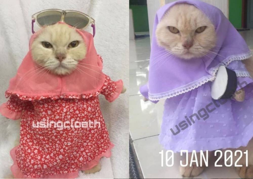 Кошачья мода: животные в хиджабах покоряют сеть