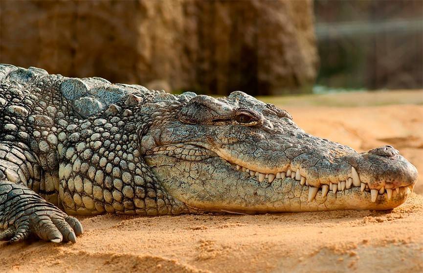 Крокодил целиком съел восьмилетнего мальчика в Индонезии