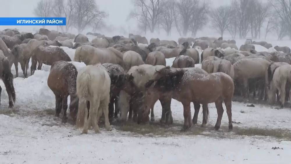 В Башкирии фермеры расставили тысячу лошадей в форме надписи «8 Марта»