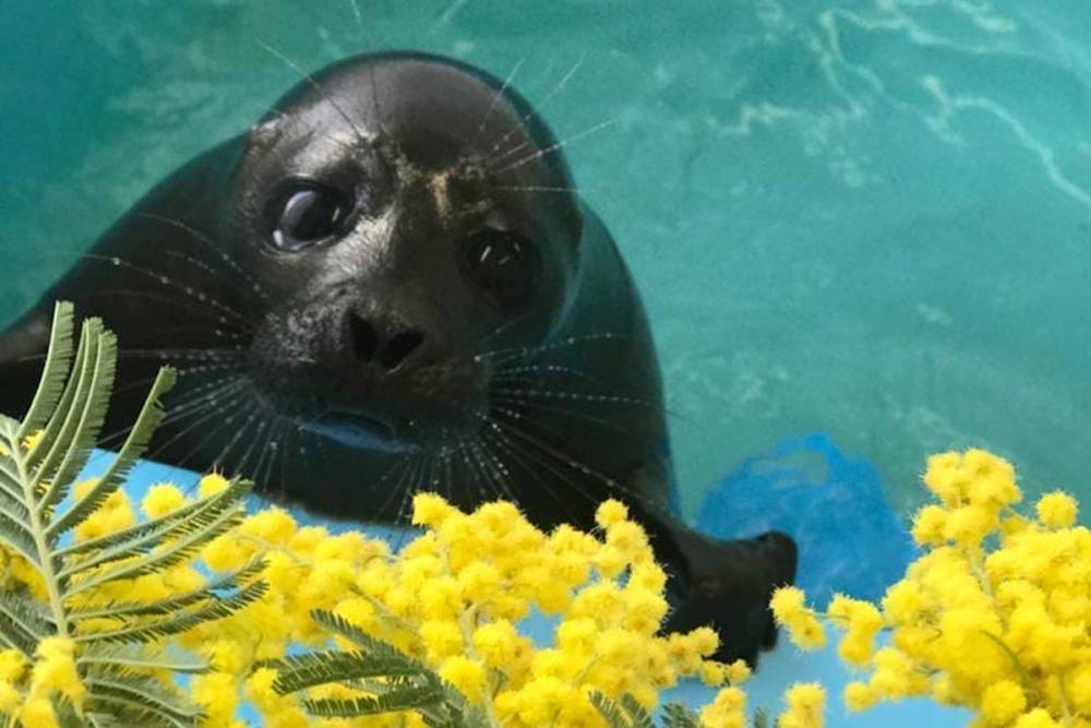 Петербургские спасатели тюленей отметили годовщину нерпенка Шлиссика