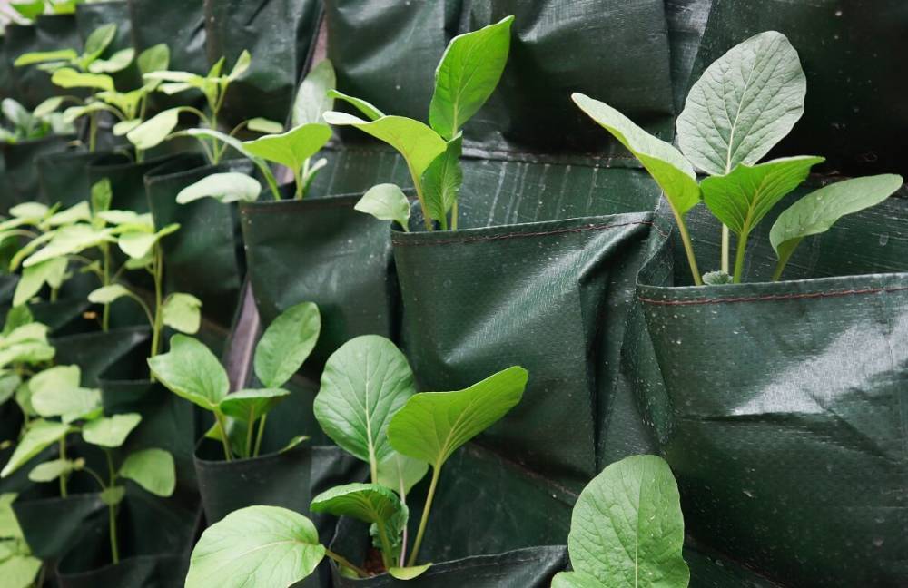 13 необычных способов выращивания рассады. Какой выберете вы?