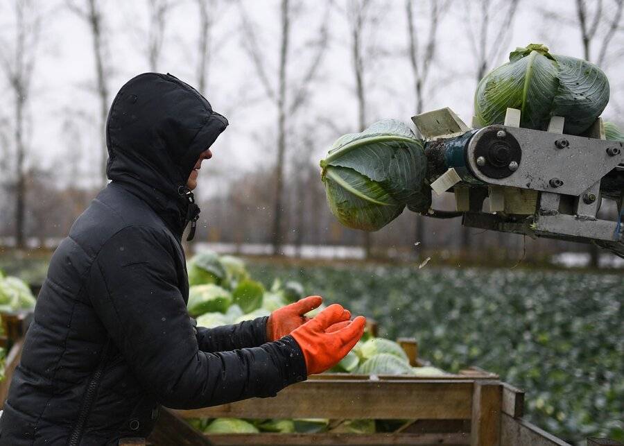 В России установили рекорд по поставкам продовольствия за рубеж