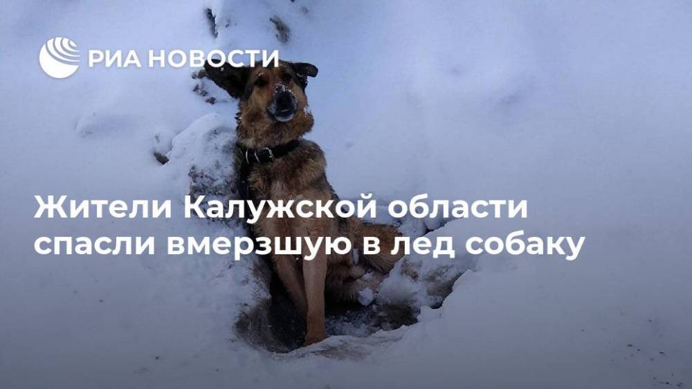 Жители Калужской области спасли вмерзшую в лед собаку