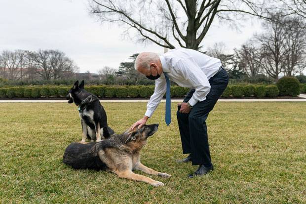 Собаки Джо Байдена вынуждены покинуть Белый Дом: немецкая овчарка укусила сотрудника службы безопасности