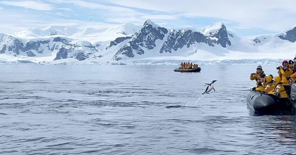 Папуасский пингвин, спасаясь от косаток, запрыгнул в лодку к туристам (видео)