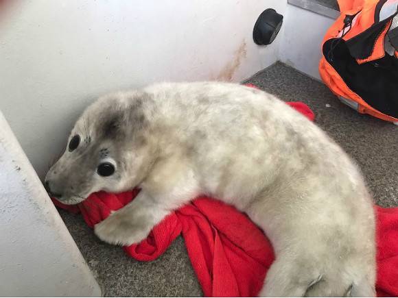 Жители Приморья до смерти затискали детеныша тюленя (видео)
